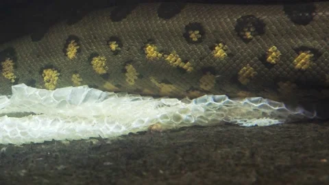 Green anaconda in the water (Eunectes murinus). Stock Footage 171905866