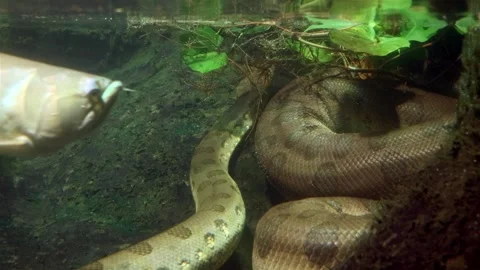 The green Anacondas (Eunectes murinus) under water Stock Footage 282962945