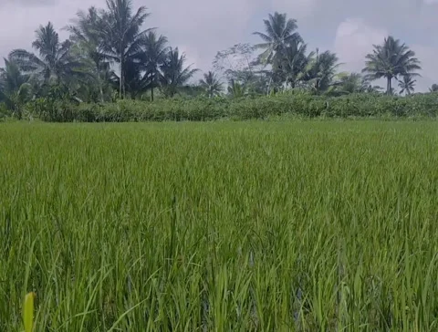 Green and beautiful rice fields Video stock 215554343