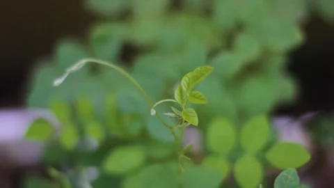 Green and Beautiful Vines Stock Footage 236889042