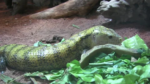 Green and black colored lizard eating lettuce Stock Footage 51466861