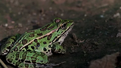 Green and black toad on the forest floor. Camouflaged pattern on an amphibian.   Stock Footage 94679689