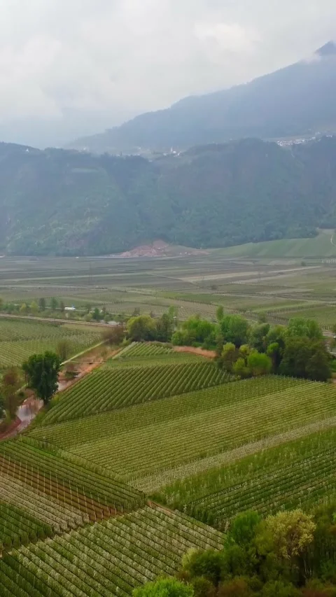 Green and blooming apple tree plantation of Italy, aerial vertical view Video stock 309568249