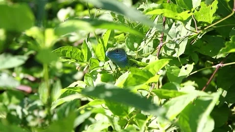 Green and Blue Lizard Hiding in Lush Green Leaves Under Sunlight 스톡 동영상 328640421