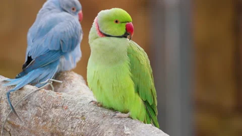 Green and Blue Rose-ringed parakeet (Psittacula krameri) perched on branch Video stock 224226071