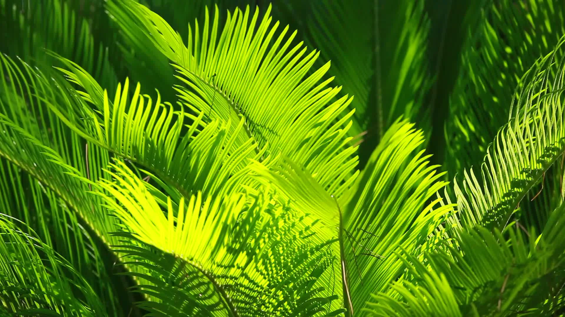 green and bright palm leaves footage 012103190_prevstill