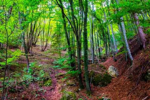 Green and brown forest Stock Photos