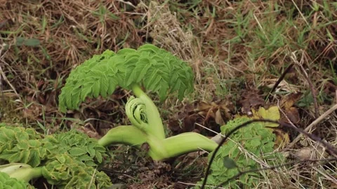 A green and brown grass 動画素材 155589215