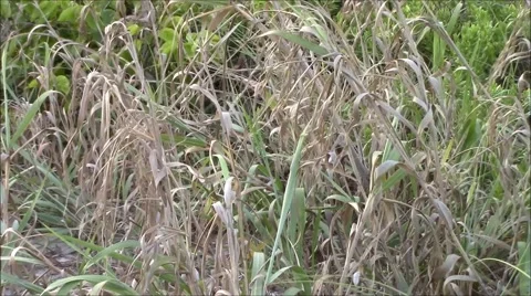 Green and Brown Grass Shrubs Blowing in Wind Stock Footage 49970871