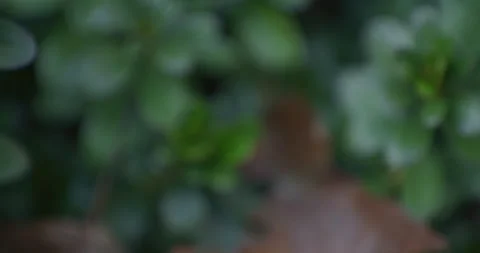 Green and Brown Leafs Close up pan to the right Stock Footage 263986190