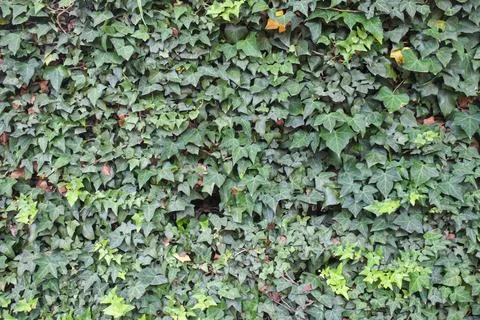 Green and brown leaves wall background texture Stock Photos