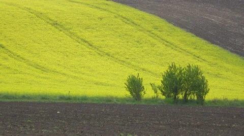 Green and brown parcels, spring agriculture, sunny spring day, beautiful view Stockbeeldmateriaal 67370765