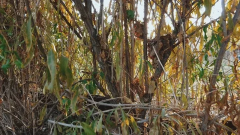 Green and brown thin leaf tree Stockbeeldmateriaal 169010419