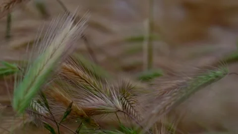 Green and brown wheat spikelets. Slow motion with blurred backgrounds Stock Footage 244340440