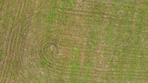 Green and brwon farm land. Drone view Stock Footage 139810330