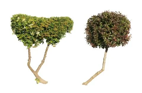 Green and dark purple trees isolated on white. Stock Photos