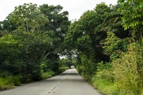 Green and dense forest on both sides of an asphalt road that connects two B.. Fotos Stock