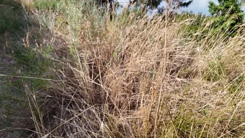Green and dried grass by the road. grass on the side of the road. yellow an.. Stock Footage 313922237