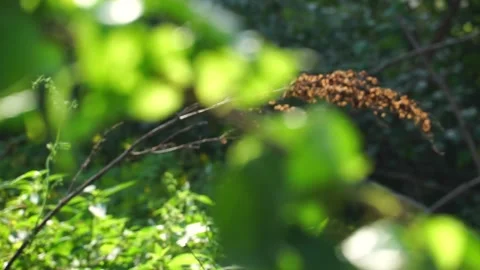 Green and dry foliage on the branches in the backlight of the sun Stock Footage 138682806