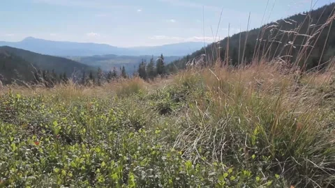 Green and dry grass on a background of blu sky Stock Footage 177052107