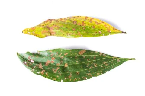 Green and dry leaf full of holes on white background Stock Photos