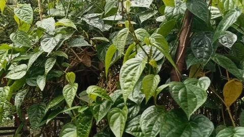 Green and fresh leaves Stock Footage 219906647