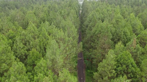 Green and fresh pine forest Stock Footage 215562193