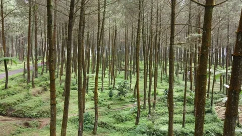 Green and fresh pine forest Stock Footage 215566183