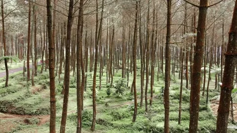 Green and fresh pine forest Stock Footage 215569294