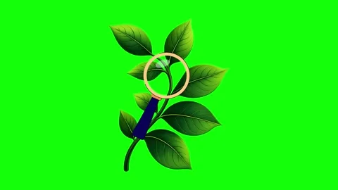 Green and Gold Leaf and Rose on Green Screen Background Horizontal 16:9 Video stock 339348481