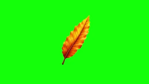 Green and Gold Leaf and Screen on Green Screen Background Horizontal 16:9 Stock Footage 339443559