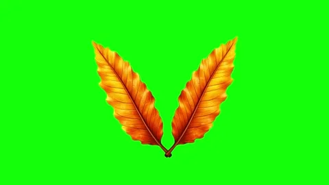 Green and Gold Leaf and Screen on Green Screen Background Horizontal 16:9 Stock Footage 339443568