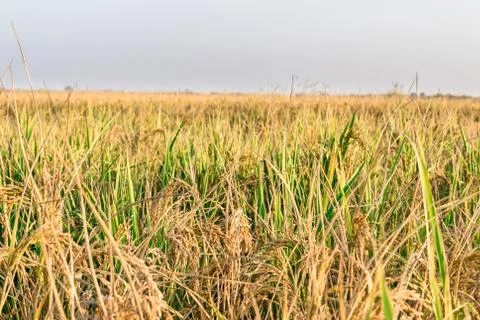 Green and growing wheat fields Stock Photos