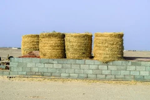Green and growing wheat fields Stock Photos