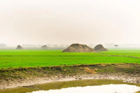 Green and growing wheat fields Stock Photos