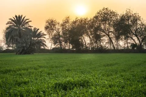 Green and growing wheat fields Stock Photos