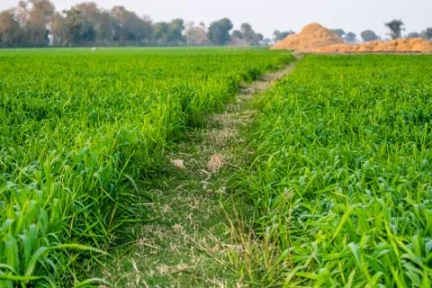 Green and growing wheat fields Stock Photos