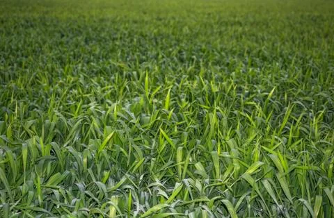 Green and growing wheat fields Stock Photos