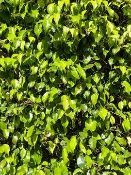 Green and leafy hedge Stock Photos
