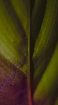 The green and lilac gradient colored back side of a tropical leaf Stock Photos