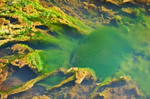 Green and orange algae on the river. Pollution of the environment. Stock Photos