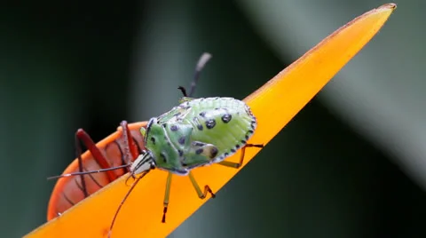Green and orange insert Stock Footage 25642078