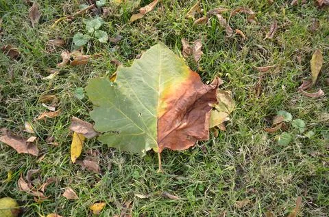 Green and orange leaf fallen on the ground with grass Stock Photos