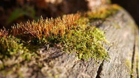 Green and orange moss on a log in the woods Vídeo Stock 141765553