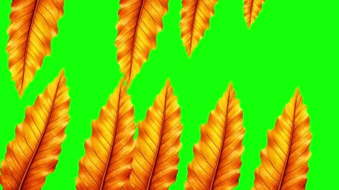 Green and Orange Orange Feathers Orange Green Screen Stock Footage 339443616
