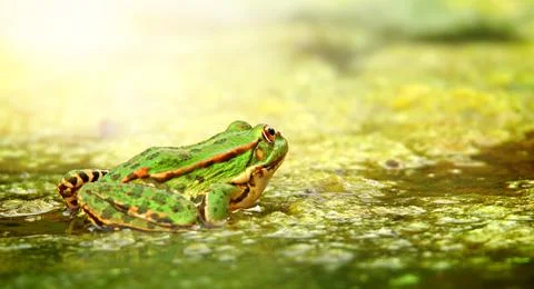 Green and orange patterned bright green frog near river water Stock Photos