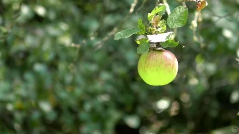 Green and partly red apple hanging from the branch of an apple tree Stock Footage 79496015