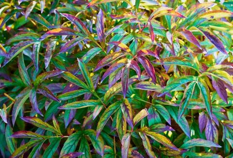 Green and pink leaves of the plant. Natural colorful background. Close up. Stock Photos
