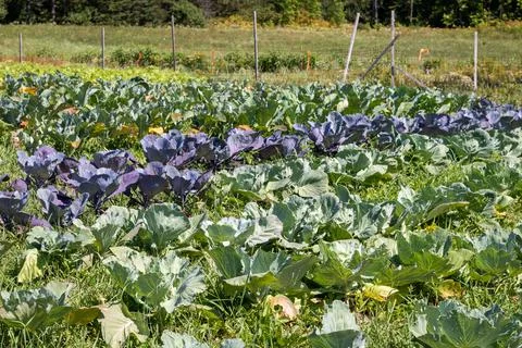 Green and Purple Cabbage Patch Stock Photos