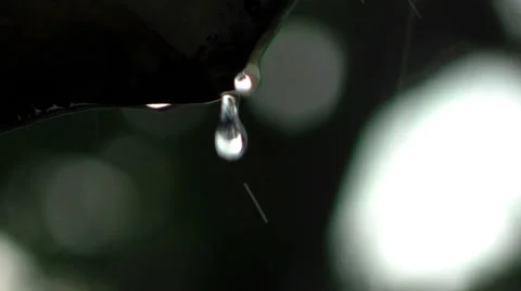 Green and rain drips Stock Footage 68353166